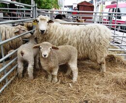 Dny chovu ovcí a koz v Praze a Sedlčanech