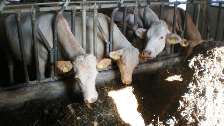 Seminář „Výroba kvalitních objemných krmiv a výživa skotu v současných podmínkách změny klimatu“