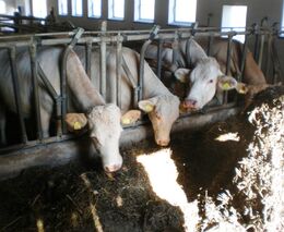 Seminář „Výroba kvalitních objemných krmiv a výživa skotu v současných podmínkách změny klimatu“