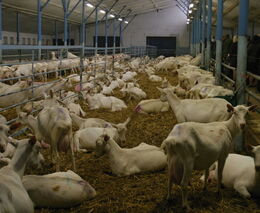 Na seminář o chovu mléčných koz do Těšínského Slezska