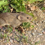 Počty hrabošů na českých polích se v únoru snížily, uvedl zemědělský ústav