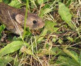 ÚKZÚZ umožňuje účinnější použití rodenticidů proti hraboši polnímu
