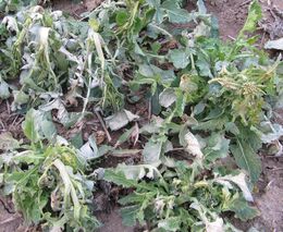 Rozdíly v porostech ozimů poškozených mrazy a vliv hnojení dusíkem