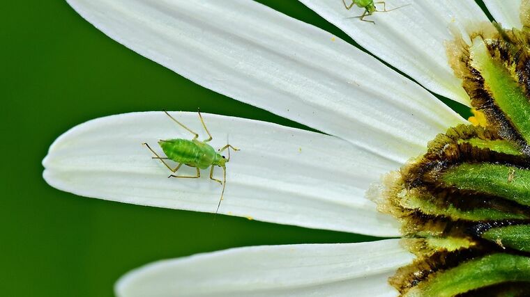 Nizozemští vědci přišli s ekologickým pesticidem. Vábí hmyz na lepkavé kuličky