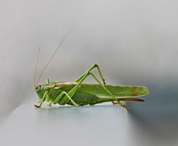 Farmáři na Sardinii se potýkají s invazí kobylek