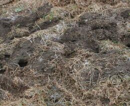 Otrávené návnady skryje stroj pod zem. Zemědělci mají nový způsob boje s hraboši