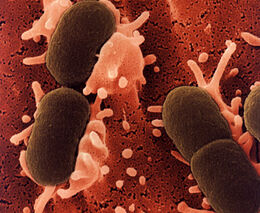 Mimořádná Rada ministrů zemědělství bude zítra