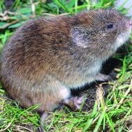 Jedy na hraboše, ústupky lovcům vlků a krajina bez ochrany. Komu slouží ministři Šebestyán a Červený