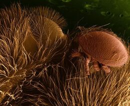 Veterináři: Podíl včelstev bez varroázy meziročně klesl z 28 na 22 procent