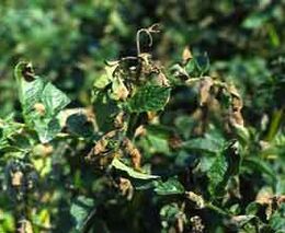 Brněnští vědci spolupracují na vývoji robota, který rozezná patogeny u rostlin