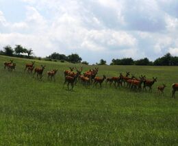 Asociace farmových chovů jelenovitých ČR