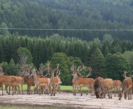 Pozvánka na seminář Maso zvěře z farem