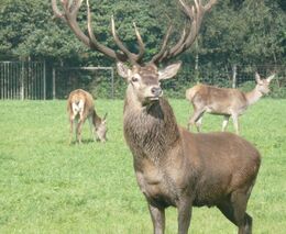Farmář chová na Šumavě jeleny, daňky i skot. Vyzrálé hovězí si oblíbili hlavně němečtí restauratéři