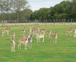 Diskriminace farem jelenovitých pokračuje