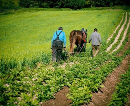 O Asociaci svazů chovatelů koní České republiky