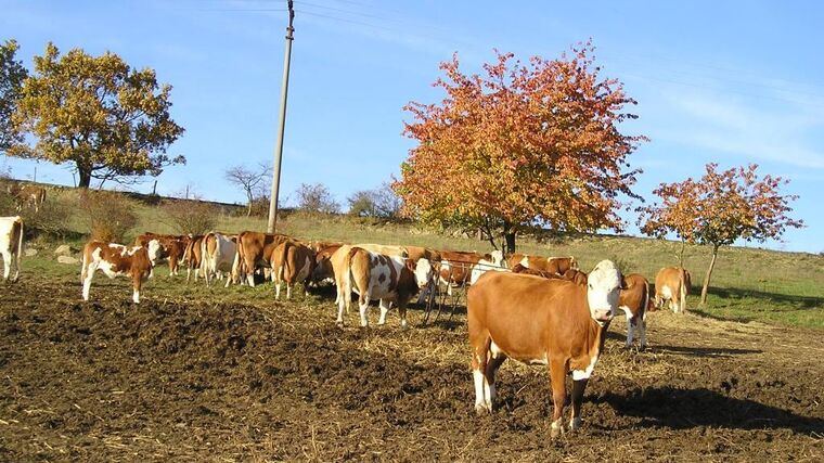 Stát na přechodných podporách pro zemědělce rozdělí 532 mil. Kč, meziročně méně