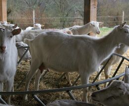 Přijďte a ochutnejte. Kozí farma zve k návštěvě