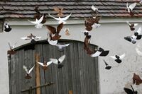 Regiony se představují – Strakonice 