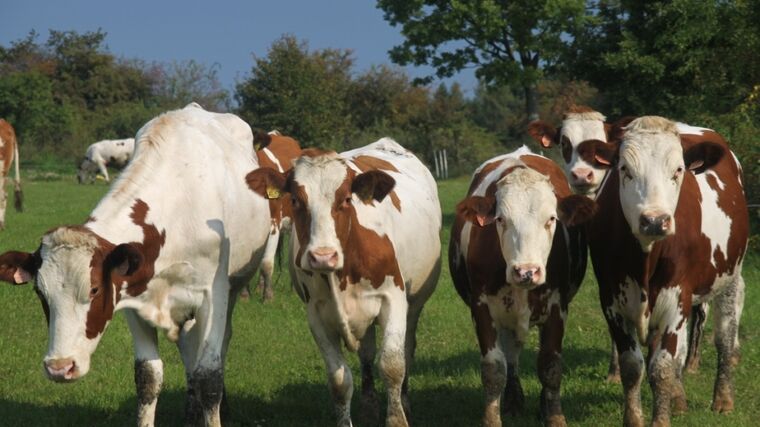 Reportáž: Zemědělství se od vstupu ČR do EU posunulo hodně kupředu, říká farmář Němec