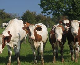 Reportáž: Zemědělství se od vstupu ČR do EU posunulo hodně kupředu, říká farmář Němec