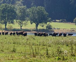 Rodinné farmy a ranče: venkov láká na romantiku, zážitky a dobré jídlo