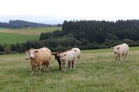 ASZ Blansko - Selský ostrůvek nepřízni navzdory