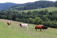 ASZ Blansko - Selský ostrůvek nepřízni navzdory
