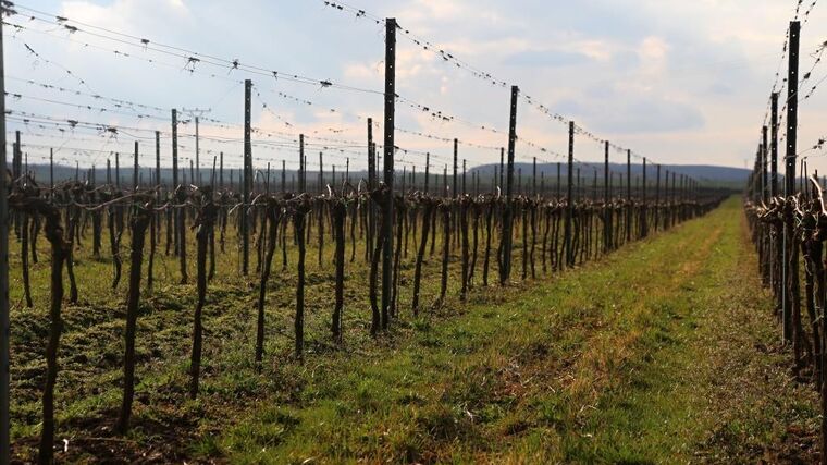 Mistrovství ČR v řezu révy vinné se zúčastnilo rekordních 85 vinohradníků 