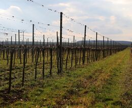 Mistrovství ČR v řezu révy vinné se zúčastnilo rekordních 85 vinohradníků 