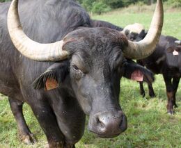 Lokalitu Plachta na okraji H. Králové začnou ještě letos spásat buvoli
