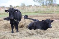 ASZ České Budějovice - Pár sedláckých příběhů z mokrého regionu