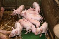 ASZ České Budějovice - Pár sedláckých příběhů z mokrého regionu