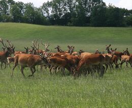 Asociace farmových chovů jelenovitých ČR - Těžké začátky, nadějná budoucnost