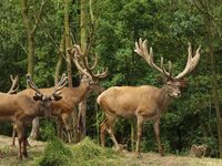 Asociace farmových chovů jelenovitých ČR - Těžké začátky, nadějná budoucnost