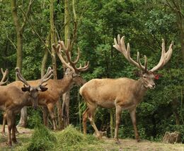 Jitka Seitlová: Bez snížení stavu zvěře se žádoucí obnova lesů nepodaří