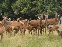 Asociace farmových chovů jelenovitých ČR - Těžké začátky, nadějná budoucnost