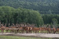 Asociace farmových chovů jelenovitých ČR - Těžké začátky, nadějná budoucnost