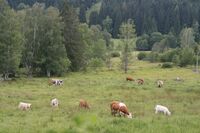 Asociace farmových chovů jelenovitých ČR - Těžké začátky, nadějná budoucnost