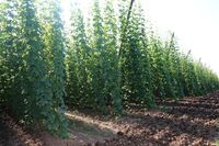 ASZ Louny - Kraj bohatý na sedláky – velká výzva pro region