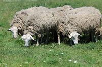 ASZ Louny - Kraj bohatý na sedláky – velká výzva pro region