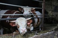 Farma v Radíčevsi - místo pro smysluplný život jedné velké rodiny