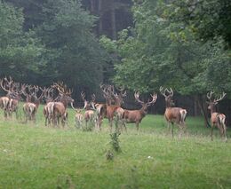 Čtvrté místo ve Farmě roku 2013 - Dančí farma rodiny Friedbergerových