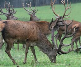 Farma Pavla Vokála je členem AFCHJ ČR
