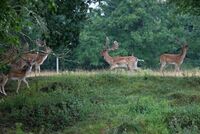 Asociace farmových chovů jelenovitých ČR v roce 2013