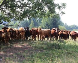 Hnůj nad zlato. V Česku ho začíná být nedostatek, může to být problém