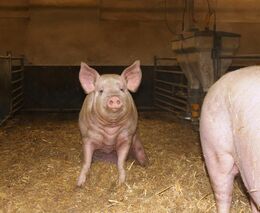 Rekordní vepřové: Nedostatek v Číně šponuje ceny i v ČR