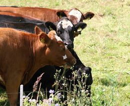 Roštěná klidně o půlnoci. Farma na Vrchlabsku provozuje unikátní masomat