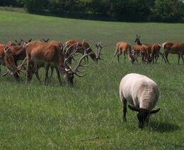 Farma rodiny Daškových v pořadu Toulavá kamera