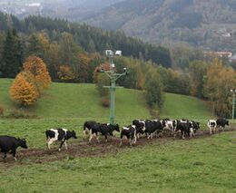 Vítejte na farmě, kde krávy žijí v poklidu a bez stresu