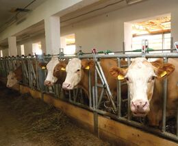 Veterinární správa kvůli vysokým teplotám zpřísňuje pravidla pro přepravu zvířat 